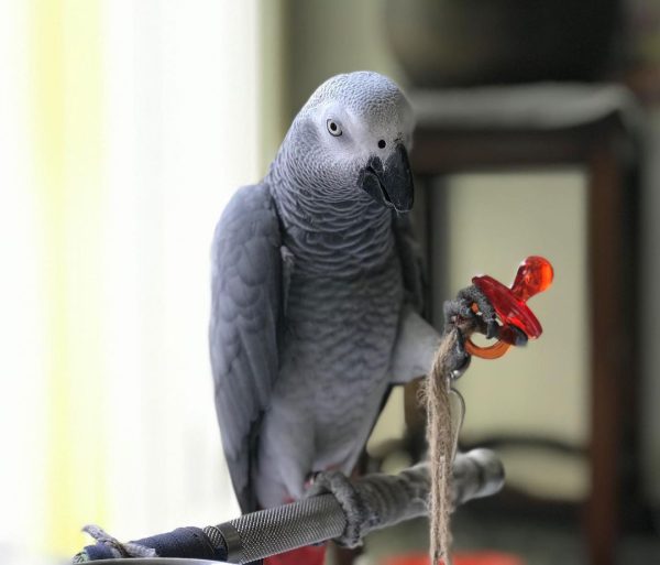 African Grey Parrot