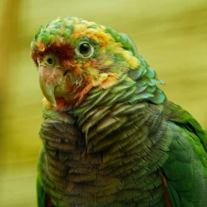 Amazon Parrot For Sale