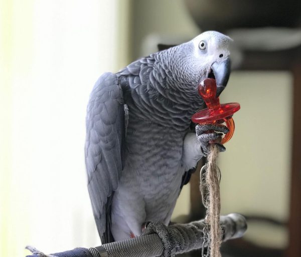 African Grey Parrot