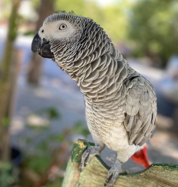 Cute African Grey Parrot