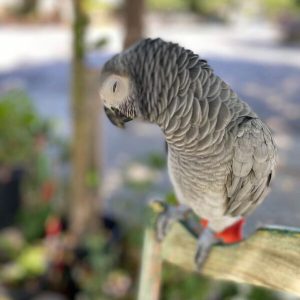 Cute African Grey Parrot