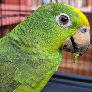 Tammed Amazon Parrot