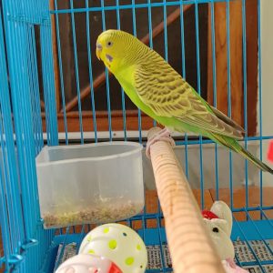 Parakeet Parrots For Sale