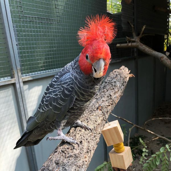 Gang Gang Cockatoos