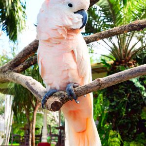 Moluccan Cockatoo For Sale