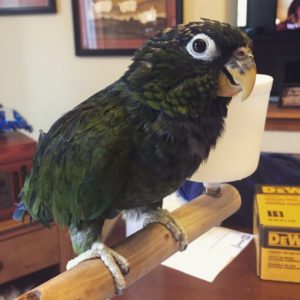 Maximilian Pionus Parrot