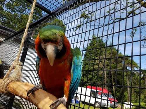Buy Harlequin Macaw