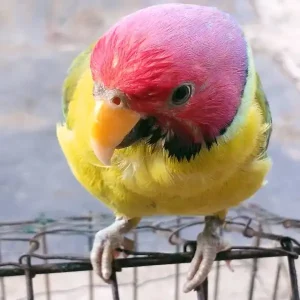 Plum Headed Parakeet Parrots