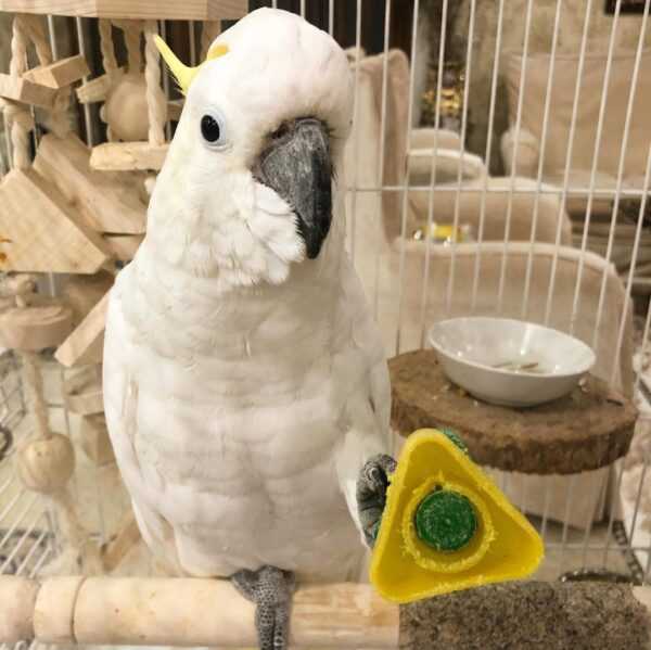 Cockatoos Parrots For Sale