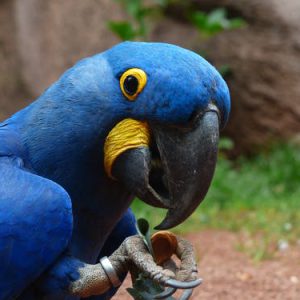 Hyacinth Macaw Parrot