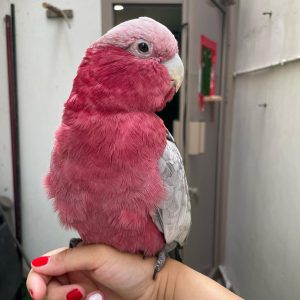 Cockatoos Parrots For Sale