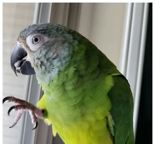 Dusky-headed Parakeet Parrot