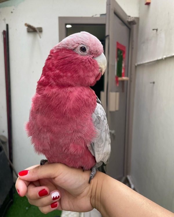 Cockatoos Parrots For Sale