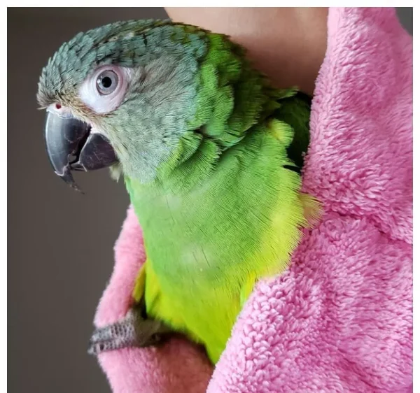 Dusky-headed Parakeet Parrot