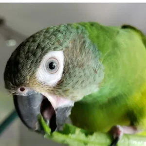 Dusky headed Parakeet Parrot