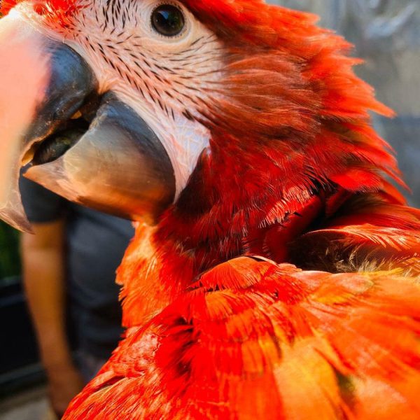 Scarlet Macaw Parrot online