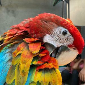 Charming Scarlet Macaw Parrot