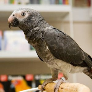Talking african grey parrot for sale