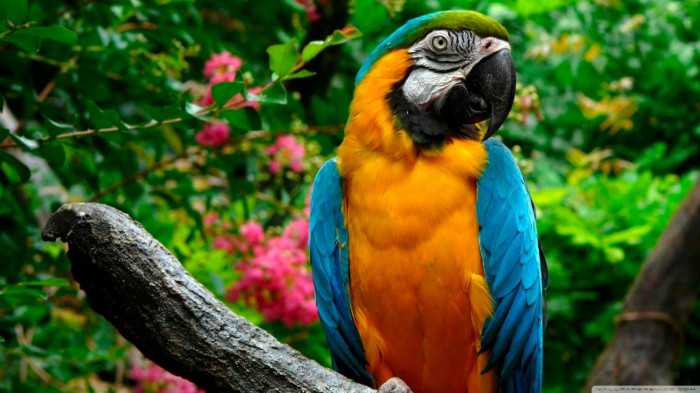 Macaw Parrot for sale