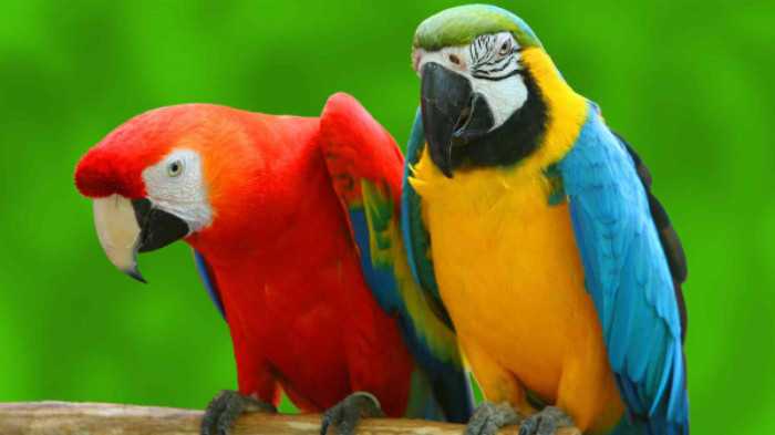 Yelow And Red Parrots