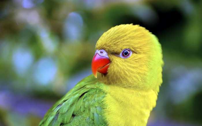 Rainbow Lorikeets