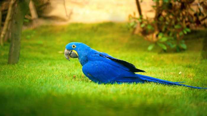 Hyacinth Macaw parrot