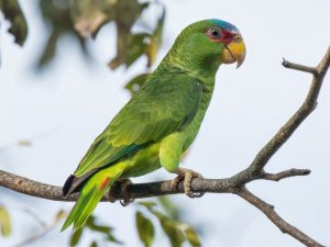 White Fronted Amazon Parrots