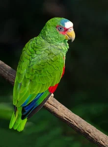 White Fronted Amazon Parrots